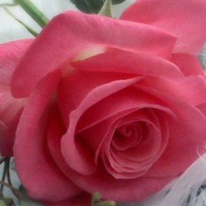 Meet your Posher, Beatriz